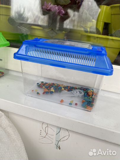 Аквариум пластиковый + креветки