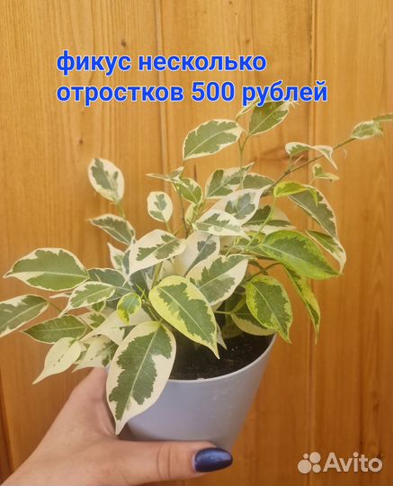 Продам фикусы