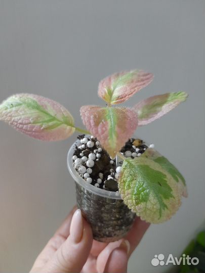 Эписция акварельная