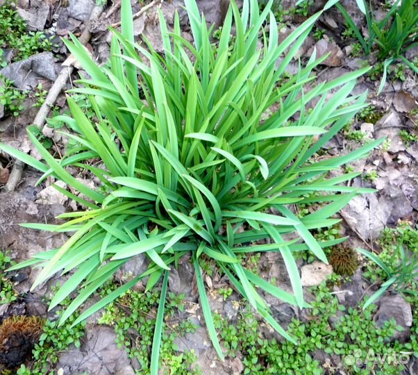 Лук декоративный продаю большими кустами