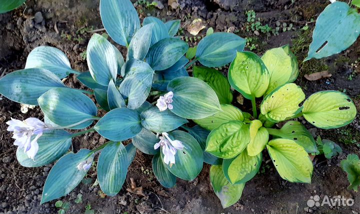 Хосты средних размеров