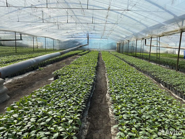 Рассада на заказ