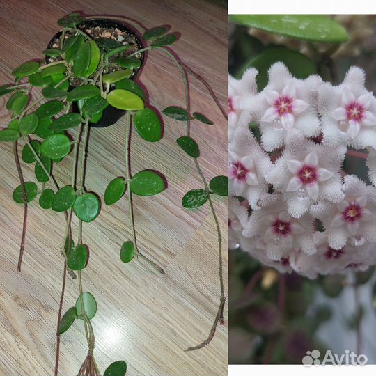 Хойя hoya
