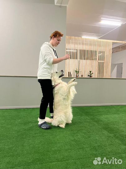 Услуги кинолога