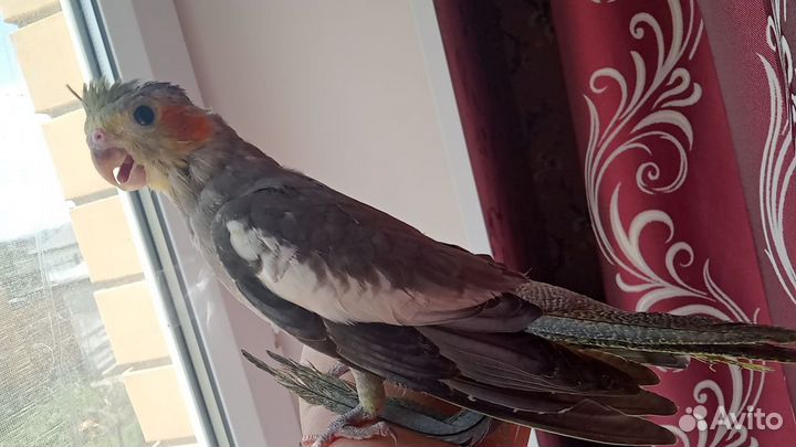 Попугай корелла птенец