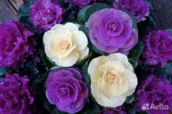 Декоративная капуста семена