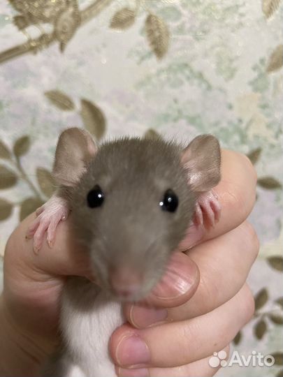 Крыса дамбо