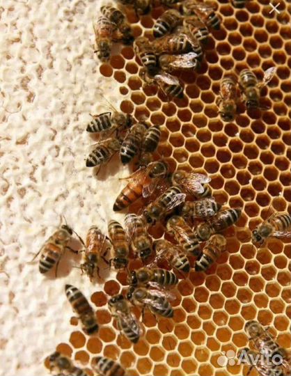 Продам пчелосемьи с ульями