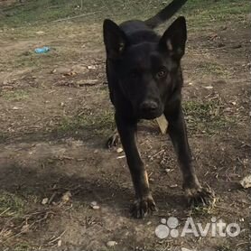 Шалавы сауна Махачкале адреса и какие цены — Девушки желают познакомиться