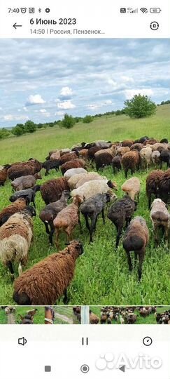 Продам баранов курдючных