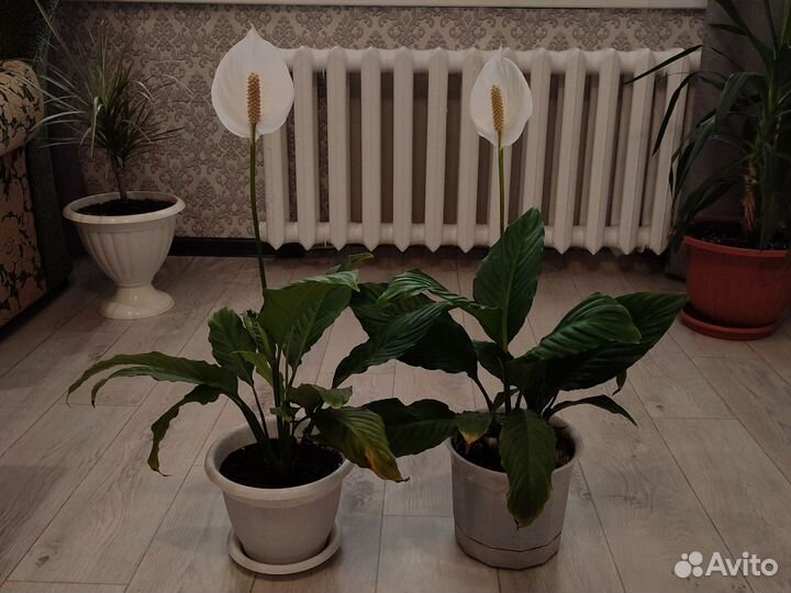 Спатифиллум женское счастье