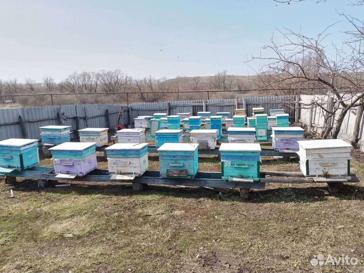 Пчелосемьи