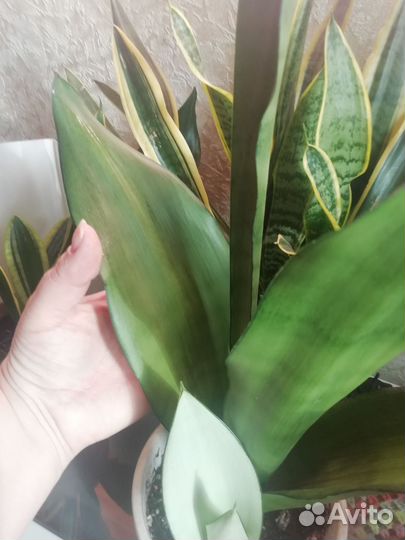 Сансивьерия Муншайн