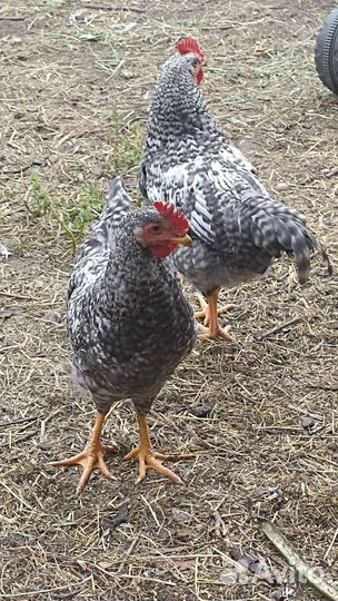 Молодые петухи