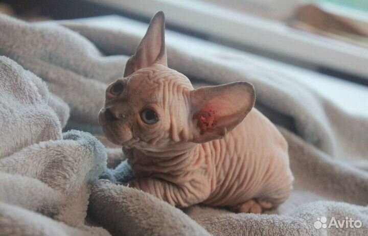 Канадский сфинкс