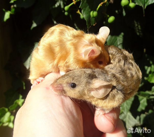 Сатиновые мышки. (рексы и гладкие)