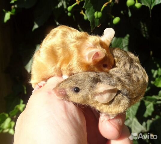 Сатиновые мышки. (рексы и гладкие)