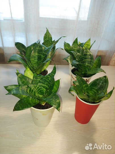 Сансевиерия