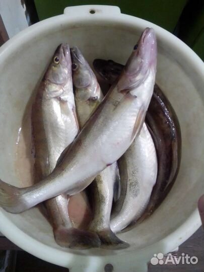 Чехонь свежая,вяленая,судак