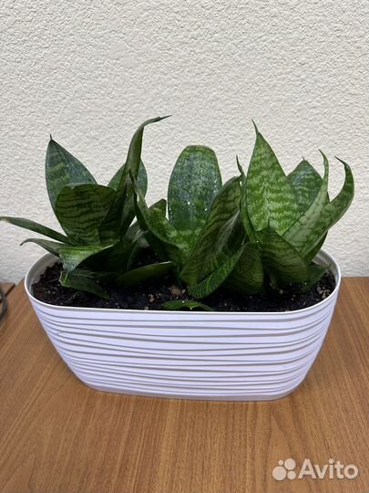 Сансевиерия в кашпо