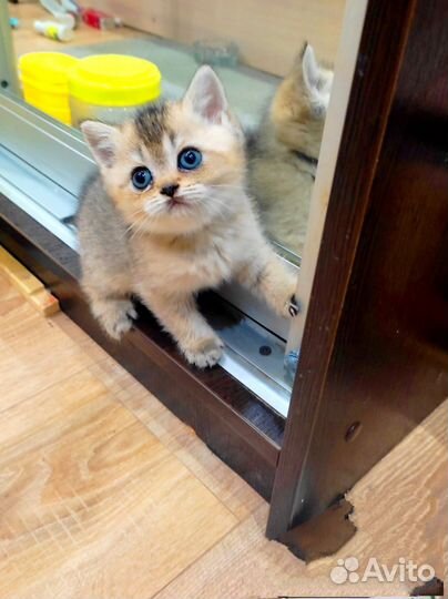 Кошка и котята