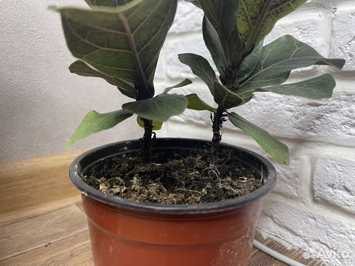 Фикус лирата бамбино комнатные цветы