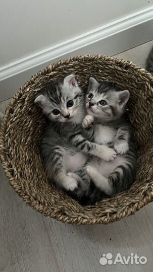 Шотландские котята