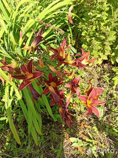 Лилейники сортовые