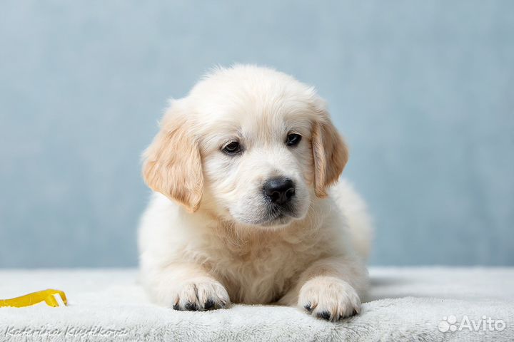 Голден ретривер