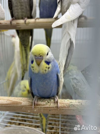 Выставочный попугай Чех