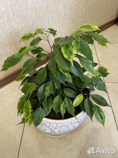 Фикус Бенджамина Регидан