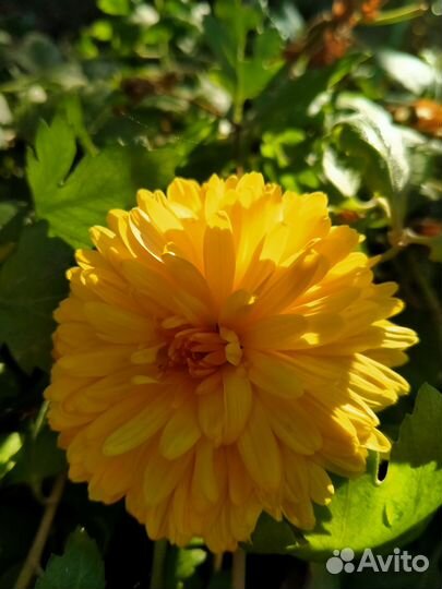 Садовые растения