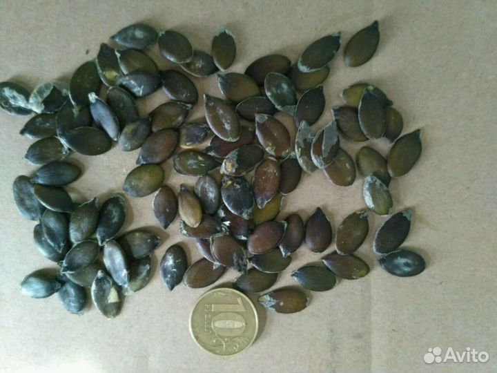 Тыквенное масло сыродавленное