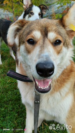 Собака в добрые руки