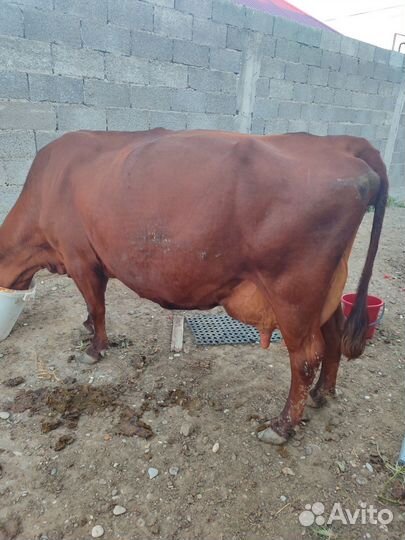 Корова дойная молочная
