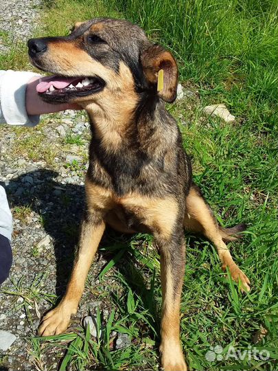 Умная собака