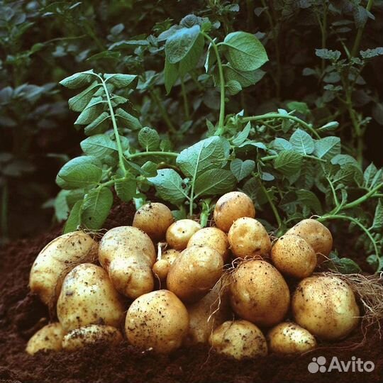 Продам картофель