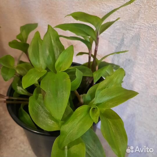 Традесканция миртолистная