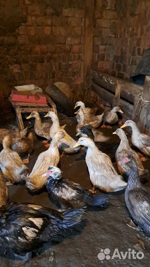 Утки муларды