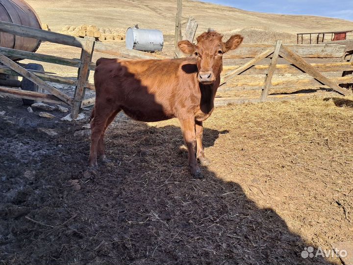 Продаются бычки и тёлочки