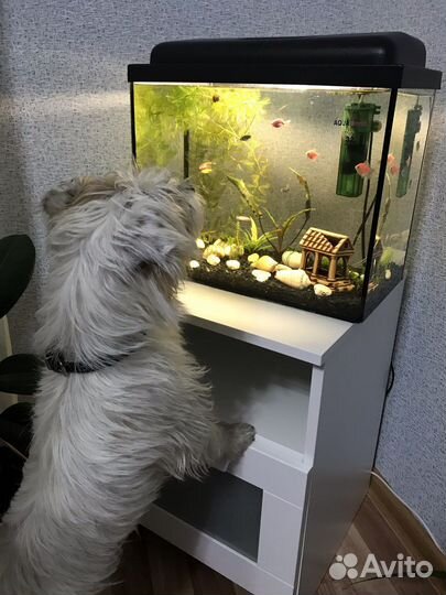 Передержка животных