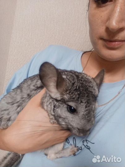 Шиншилла
