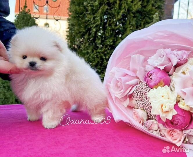 Помераский шпиц девочка