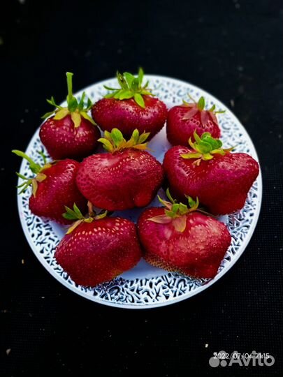 Клубника сорт Чамора Туруси