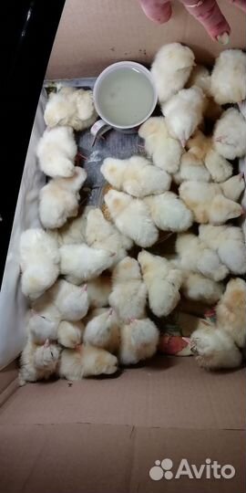 Два цыпленка В Добрый курятник