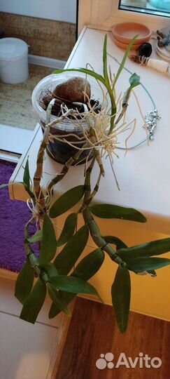 Орхидея дендробиум