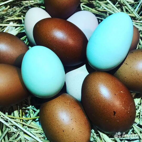 Инкубационные яйца