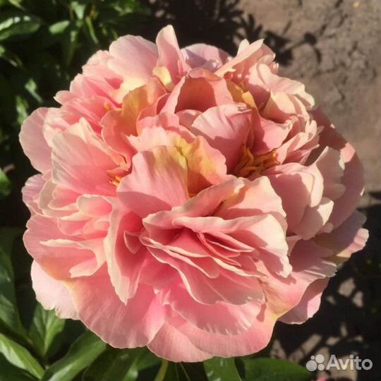 Пион Трифена Паркин