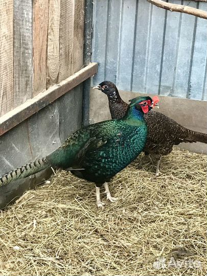 Молодняк фазанов,кекликов, древесные утки, павлины