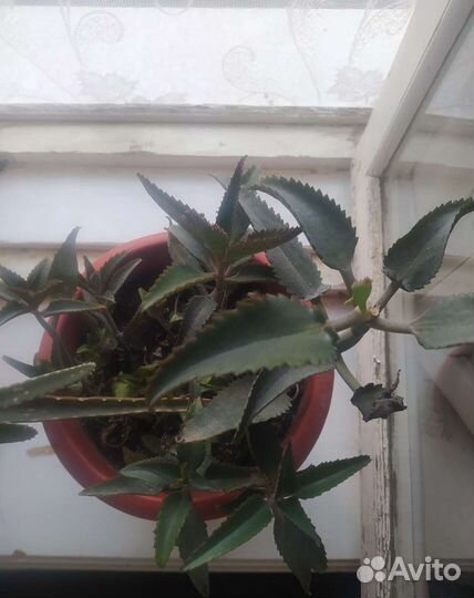 Алоэ, каланхоэ, денежное дерево